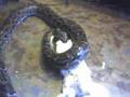 14ft burm eating dinner