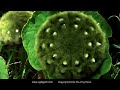 Strange Green Fur Flower
