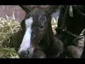 Naissance de Beau Passant