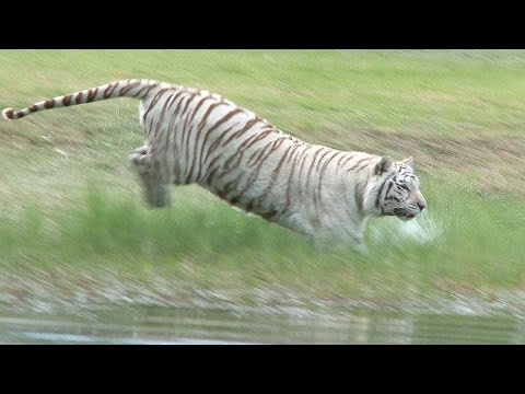 White Tiger