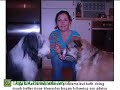 Commercial Pet Food is Killing Your Animal ***Pet Health** Commercial Pet Food is Killing Your Animal ***Pet Health**