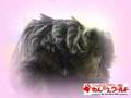 わんにゃんワールド多摩の仔犬