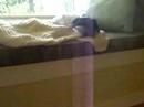 Jiggs and Tuxedo - Sleepy afternoon