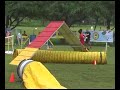 Nova_Shanice USDAA Steeplechase Tournaments