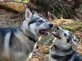 Freya & Lupi... Northern Inuits Freya & Lupi... Northern Inuits