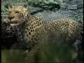 A Gorilla Fights A Leopard (CG)