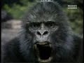 A Gorilla Fights A Leopard A Gorilla Fights A Leopard