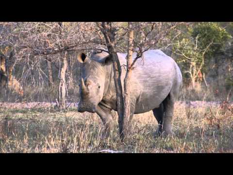Rhino poaching in South Africa. Rhino poaching in South Africa.