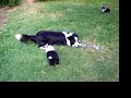 MIllie playing with the puppies MIllie playing with the puppies