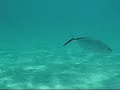 Reef fish of the Bahamas