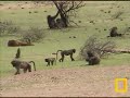Baboons and Impala\ Baboons and Impala\
