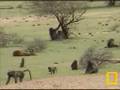 Baboons and Impala's 12-10-07