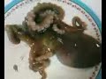 Korean Food - ALIVE Octapus!!! Korean Food - ALIVE Octapus!!!