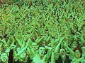 Crowd sings Happy Bithday to Cali Hetfield