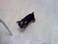 Yorkshires jugando