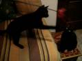 videos de LEA 081203-01