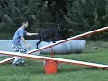 brihta training for rescue dog brihta training for rescue dog