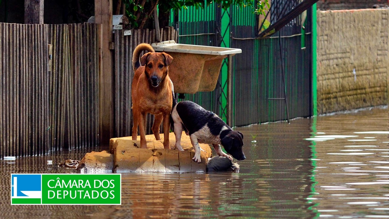 Comissão discute prevenção e repressão a crimes cibernéticos contra animais - 30/04/2026