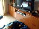 DUMBI MIRANDO A SUS COLEGAS EN LA TV.