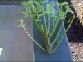 Pruning Deciduous Plants Pruning Deciduous Plants