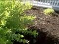 Pruning Deciduous Plants