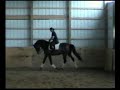 16.3 Imported KWPN schoolmaster SOLD Congrats to JUDY!!!!havlin33@yahoo.com