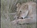 Mother Lion Against Elephant