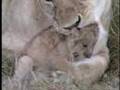 Mother-Lion-Against-