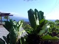 Kona vacation