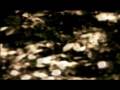 videos de 