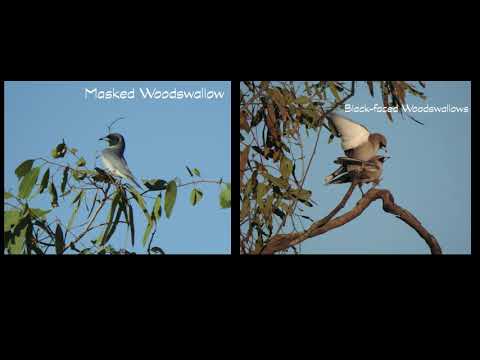 <p>Welford National Park Expedition 2019</p>
 video thumbnail