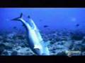 <サメ-Shark210->サメの交尾2