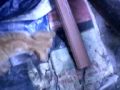 Kitty s