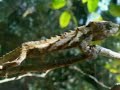 Lost world of fanged frogs and giant rats discovered in Papua New Guinea