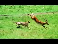 Claims on the plains - Walk on the Wild Side - BBC
