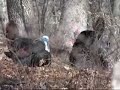 A Gobbler Comes to Pretty Boy