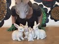 emiliebunny goes to pieces