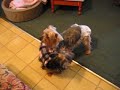 Yorkie Birth Control