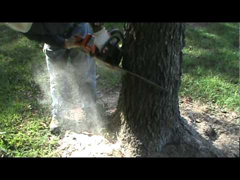 how to cut down a tree