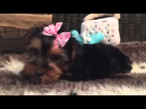 Gorgeous little female Yorkie