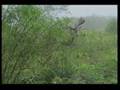 Monster Whitetails with Double Bull Archery