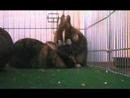 Bunnies marching in