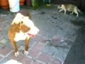 Pitbull hermozo!!