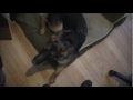 Star's Progression Video: 24 Weeks Old.
