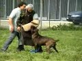 Allevamento cani corso