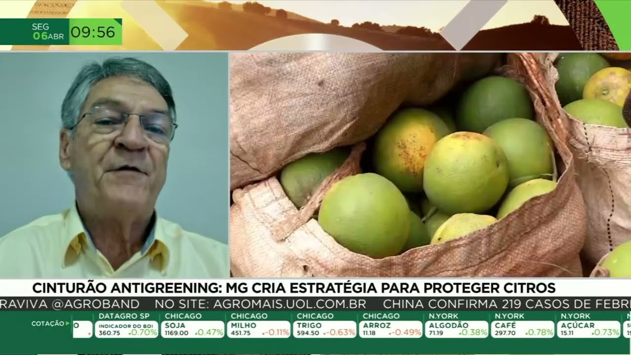 Produtores lançam estratégia para proteger lavouras de citros