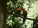 BUSCH GARDENS, TAMPA, BIRDS and FISH