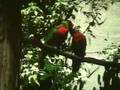 videos de BUSCH GARDENS, TAMPA, BIRDS and FISH
