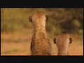 Meerkat Manor Trailer