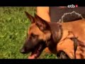 Adiestramiento por:UCAS Unidad canina de salvamento/Elorrio Adiestramiento por:UCAS Unidad canina de salvamento/Elorrio